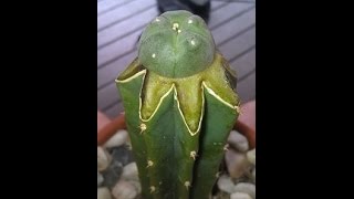 Grafting Lophophora Williamsii to Trichocereus Pachanoi