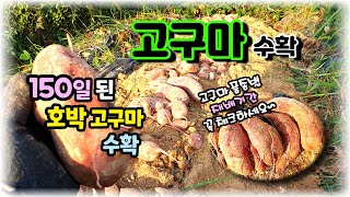 [텃밭야그34] 150일 자란 호박고구마 수확했습니다~