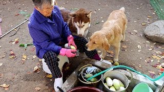 할머니가 직접 캐고 다듬은 무를 훔치다 혼나는 강아지