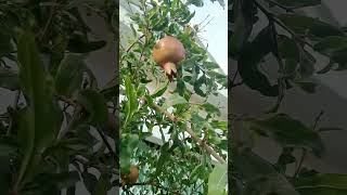 phát hiện ra cây này trái ăn ngon