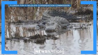 Alligator expert: 'Stay away from small bodies of water' | Morning in America