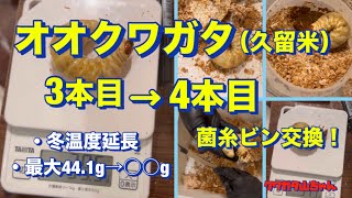 オオクワガタ菌糸ビン交換3本目→4本目❗️体重はどうなの‼️