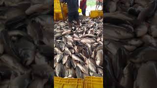 Bhimavaram  Fish