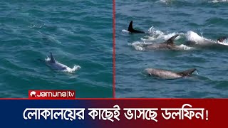 ডলফিনের দল চলে এলো লোকালয়ের কাছে; মুগ্ধ চিলিবাসী | Chile Dolphins