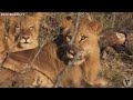 Female Lion Pride Has a Slow Morning - Part 3 - Private Virtual Safari Highlight