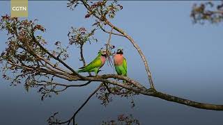 Over 100 blossom-headed parakeets filmed in SW China