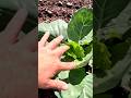 Checking in on some of the vegetables growing on our farm #farming #food #growing #cabbage