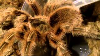 NEW!  Grammostola sp. Maule - Chilean Orange Fluff Tarantula