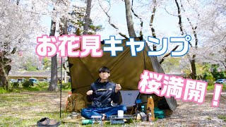 【徒歩ソロキャンプ】桜満開！お花見キャンプ/久しぶりの上大島キャンプ場