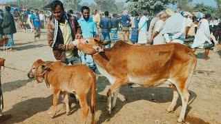 @আজ ৩১ ডিসেম্বর ২৪ | কিশোরগঞ্জের খামারি কেমন দামে কিললেন? দেশাল ৫০-৮০ হাজারে বাচ্চাসহ গাভী গরুর দাম