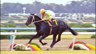 第１７回　デイリー杯３歳ステークス　ニホンピロウイナー　牡２　54　河内洋　1982.11.6　　出走馬：ダイゼンキング、ファイブオーシャン、ルーキーオー、マチカネウイッピー他