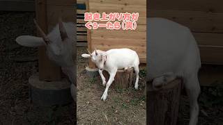 やっぱり！ぐーたらなサラちゃんw🐐 #やぎ #goat ＃シバヤギ