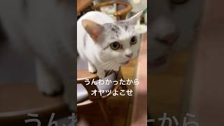 中居正広と吉沢亮を心配しすぎて鳴き叫ぶ猫 #ねこのいるねことのくらし