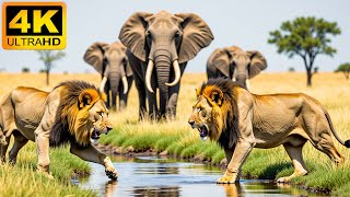 4K African Animals: Lake Nakuru National Park - Relaxing Music With Video About African Wildlife