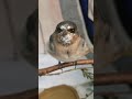 Juvenile barn swallow singing