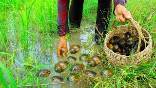 amazing lot of snails catch in growing rice farm - wow find \u0026 catch snails in clear water