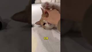 【黄桃不是猫】What’s up bro？