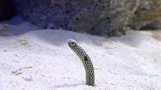 チンアナゴ / Spotted garden eel