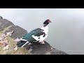 i believe i can fly muscovy duck cairina moschata 嘉義市 音樂廳池塘中的番鴨 ~ 飛飛