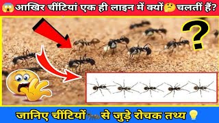 😱आखिर चींटियां एक ही लाइन में क्यों🤔चलतीं हैं? | जानिए चींटियों🐜से जुड़े रोचक तथ्य💡| #shorts #ants