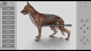 3D Dog Anatomy 2.00 for desktop