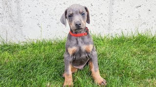 BEAUTIFUL BLUE European Doberman Puppy For Sale - 2017 Litter Diamondline Dobermans