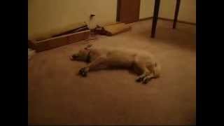 お笑い犬　夢の中で走り出す寝ぼけた犬　衝撃★笑劇の結末　Dog runs half asleep.　Funny