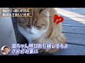 ついに目標目前！坂上パパのpnm活動佳境に突入！新入り猫の捕獲＆凪の感動の旅立ち