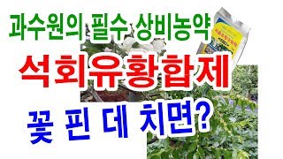 석회유황합제 꽃 핀 데 치면 (과수 재배에서 과수 농약 살포 방법 및 농약살포 유의점, 석회유황합제 효과, 자두 병충해,  주머니병, 사과 적화, 사과 적과, 사과 적화제 등 )