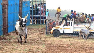 கட்டப்பா 2  கோவை ஜல்லிக்கட்டில் 2022 | jallikattu videos | jallikattu 2022