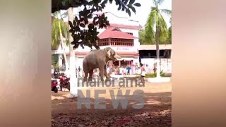 ഒളരിയിൽ ആന ഇടഞ്ഞു; ആളപായമില്ല​ Thrissur | Olari | Elephant