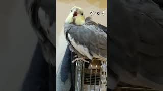 【顔が物語る】訳あって安眠できないオカメインコ〔Cockatiel that can't sleep well for some reason〕