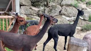 Salzburg Zoo (Experience Salzburg)