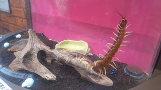 【閲覧注意】化け物過ぎるペルビアンジャイアントオオムカデ The world's largest centipede