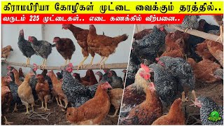 கிராமப்ரியா கோழி எடை கணக்கில் விற்பனை / GRAMAPRIYA HENS SALE ??