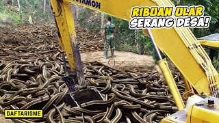 GEMPAR! KOLONI RIBUAN Ular Menyerbu Pemukiman Warga, ini yang para Warga Lakukan..