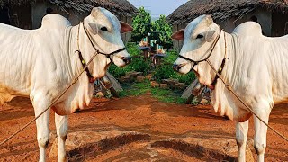 పాలపల్ల ఒంగోలు కోడెదూడ అమ్ముతారు  75699 54838 ||Milkteeth ongole bulls for sale