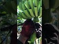 Kaka proud naman ganitong trabaho kahit nakaka pagod kaban parin para sa pamilya farm worker banana.