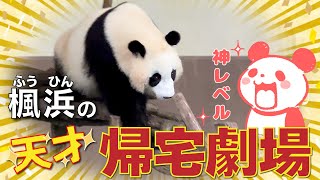 【楓浜（ふうひん）】やっぱ天才子🐼！ゲリラ豪雨☔の雨音でも余裕でお昼寝😴〜の帰宅時間を察して自ら帰宅