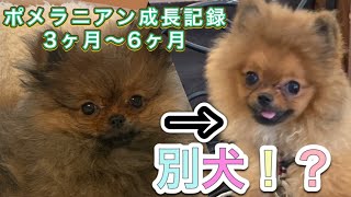 【ポメラニアン子犬】成長記録 3ヶ月〜6ヶ月