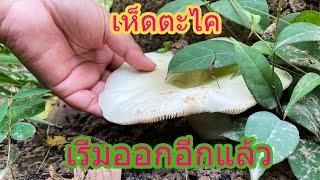 เก็บเห็ดตะไคเริ่มออกใหม่อีกรอบ เห็ดปลวกตาบ เห็ดรวม