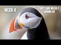 Puffins, Otters and searching for Orca! | Shetland Weekly Round-Up | Week 4 |