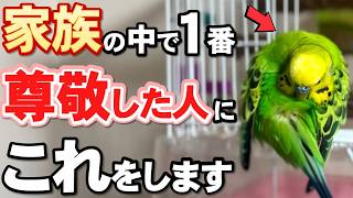 【保存版】セキセイインコが信頼した人にだけ見せる７つの仕草