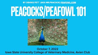 Peacocks/Peafowl 101, Peacock Minute, peafowl.com