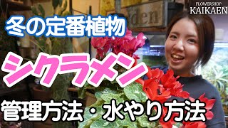 シクラメン　管理方法　水やりのポイント　育て方【おうちでガーデニング】開花園チャンネル