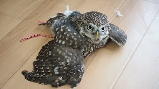 ティッシュでイタズラ\u0026エア砂浴び ◆コキンメフクロウのハミィ◆/Little owl hamy \