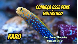 Conheça o Blue Spotted Jawfish