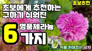 🌷4K_유튜브 3년 사이에 초보에게 추천하는 구하기 쉬워진 명품제라늄 6가지! ㅣ제라늄 Esp184 🌱반려식물,한국제라늄,유럽제라늄, 페라고늄, 펠라고늄