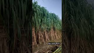 #kisanchetna #new #variety #pb95 #sugarcane #farming #variety #kisan #shortsvideo