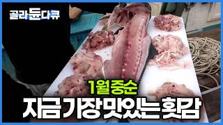 모르셨죠? 사실 지금이 제철입니다. 12월보다 지금이 훨씬 맛있다는 겨울 최고 인기 횟감 방어｜극한직업｜#골라듄다큐